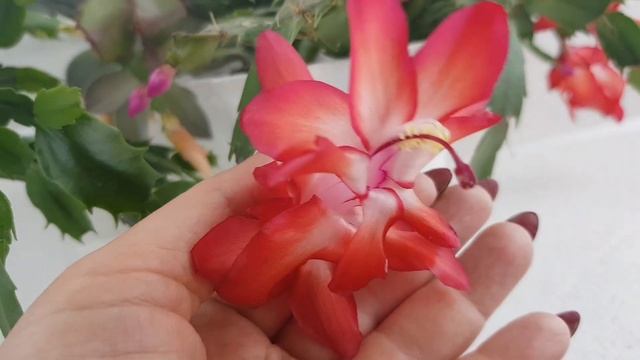 Шлюмбергера цветёт! Их время! смотреть онлайн