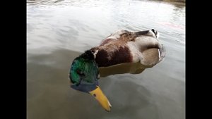 ВЕСЕННЯЯ ОХОТА на СЕЛЕЗНЯ с живой подсадной уткой!!! Лучшие моменты ВЕСНЫ 2021 в Кабардино-Балкарии!