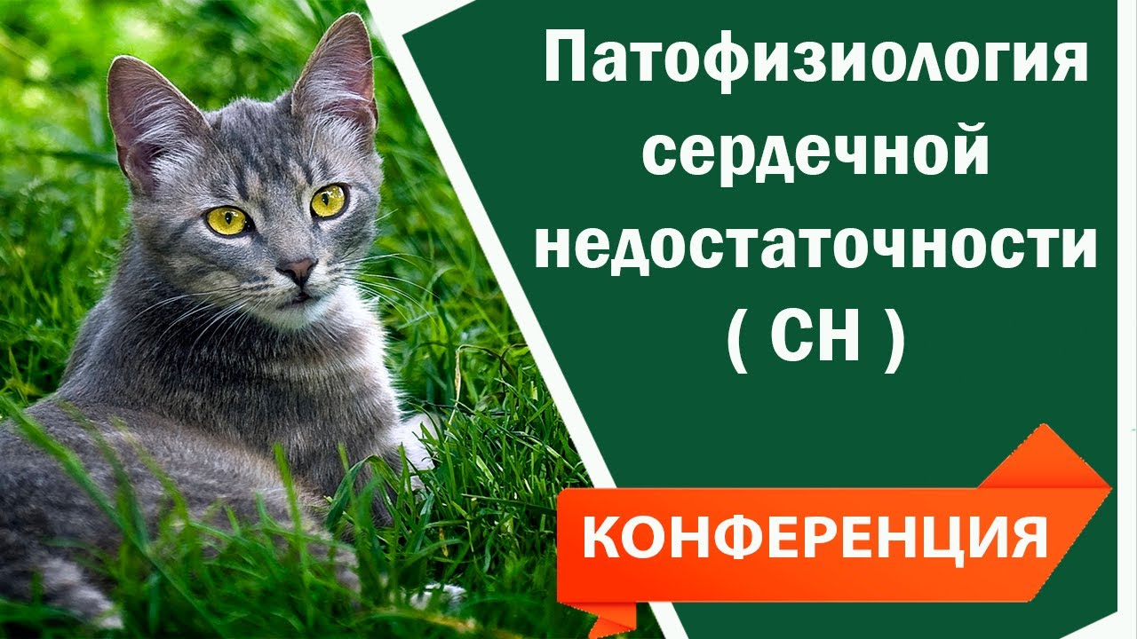 Патофизиология сердечной недостаточности