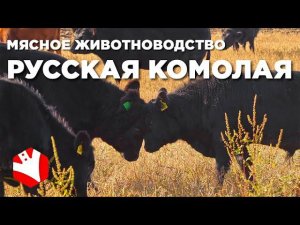 Русская комолая порода коров | Кормозаготовка и содержание коров | Мясное животноводство