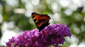 Бабочка Музыка для души 100%!!! расслабит и успокоит перед сном!!! Butterfly melody soulful music!!