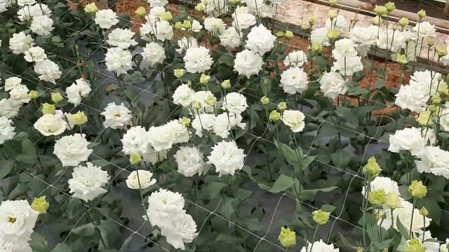 эустома в теплице выгонка срез смотреть онлайн