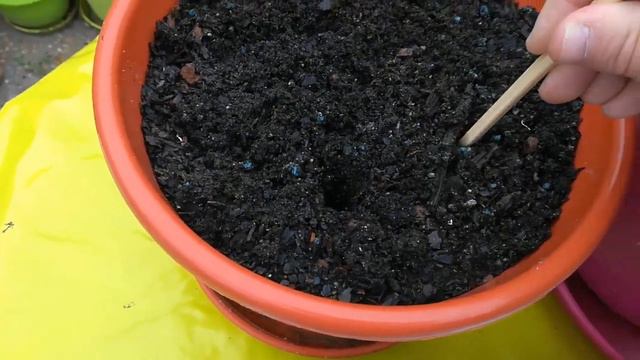 CINTA MALAMADRE ARAÑA O LAZO DE AMOR CUIDADOS