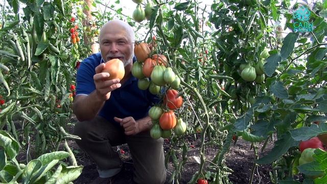 Томаты Рэд Пэар. Отлично хранятся 2-3 месяца смотреть онлайн