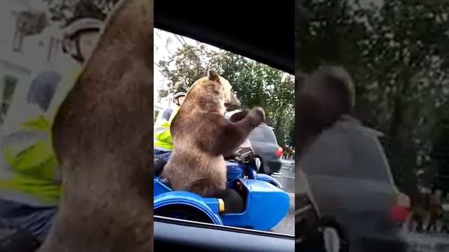 Воспитал медведя смотреть онлайн