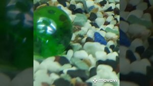 Нерест цихлид в общем аквариуме. Мальки цихлид Хромис Красавец. Метание икры Хромисов.