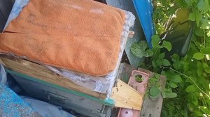 как заставить пчелу нести мёд в магазин или верхний улей.