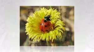 Лекарственные травы на огороде