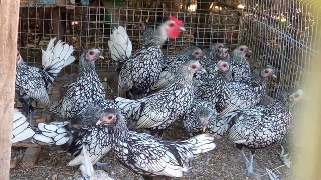 Кури Сібрайт Серебристий. Silver Sebright. سيلفر سبرايت смотреть онлайн