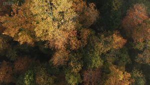 При приближении зимы леса умеренного пояса от России до Канады начинают гонку впадание в спячку.