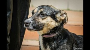 Собачий приют в Кожухово