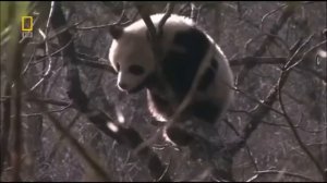 Животное "Красной книги", Большая панда. Фролова Полина 3"Г" класс, ГБОУ Школа№657