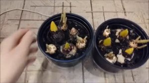 Выгонка гиацинтов к новому году