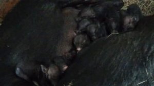 маленькие поросята