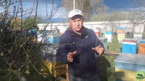 ВЫВОД МАТОК \ ПОЛНОЕ ОСИРОТЕНИЕ ПЧЕЛОСЕМЬИ