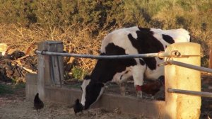 ???10 фактов про коров?!! Факты которые повергнут вас в шок! Это очень интересно!