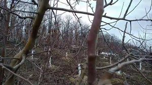 Обрезка яблони весной для начинающих