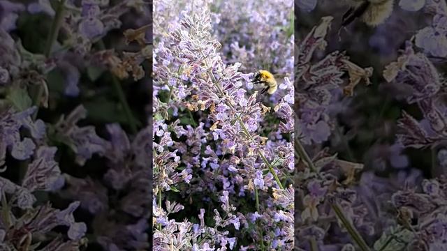 Irish Bumblebee Slow-Motion Take-off from Cat-Mint Flower