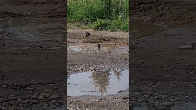 Жаворонки купаются #жаворонок #птица смотреть онлайн