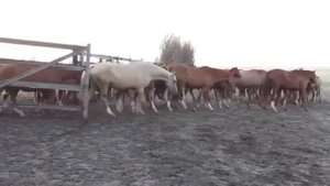 ?Золотые лошади, Дончаки ??✍️?