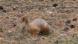 Белки осенью | Squirrels in the fall