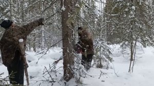 Заготовка дров. Т 40 АМ.
