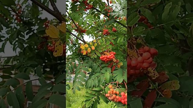 Алёна Росс смотреть онлайн