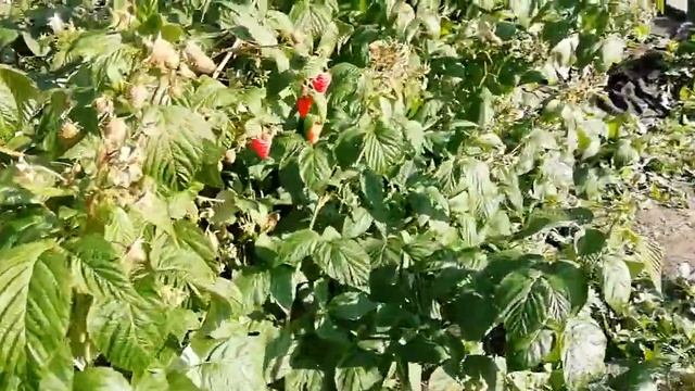 Малина ЭНРОСАДИРА - СУПЕРСОРТ смотреть онлайн