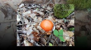 ЯИЧНЫЙ  ГРИБ, ЦЕЗАРЕВ ГРИБ