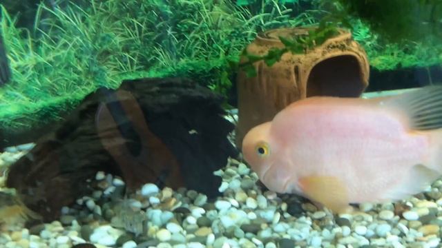 Вновь прибывший красный попугай. Красный попугай (англ. blood parrot cichlid). смотреть онлайн