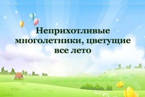 Неприхотливые многолетники, цветущие все лето