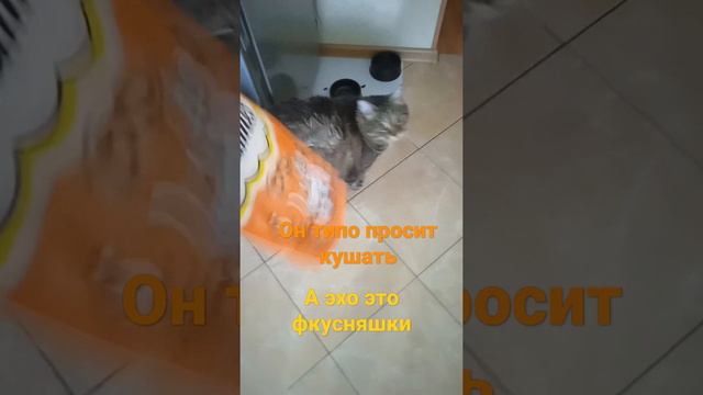 кот поет только гогда кушать хочет 🤣😂