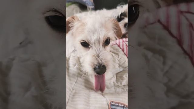 #beautiful #dog #preppy #cutedogs #cute #edit #cuteanimals #slay #cutepets #meme