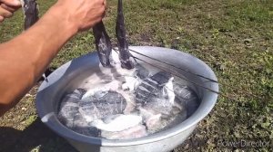 Сом холодного копчения. ХОЛОДНОЕ КОПЧЕНИЕ СОМА В ДОМАШНИХ УСЛОВИЯХ