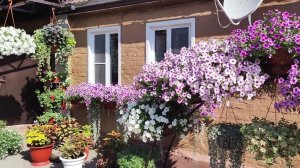 Удобрение для петунии летом  С такой подкормкой петуния нарастит пышные цветущие кусты и не заболеет