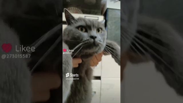 Снимайте с котиком такой тренд)🐱