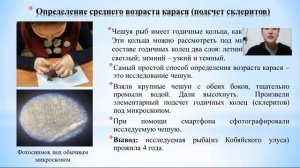 Изучение строения и внутренних органов  карася