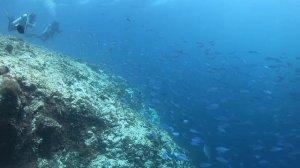 Отдых, нырялка на острове Диффуши на Мальдивах новый 2022/2023 год