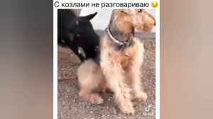 ПРИКОЛЫ ДЛЯ ВЗРОСЛЫХ,ЛУЧШИЕ ПРИКОЛЫ,СБОРКА РЖАЛ ДО СЛЁЗ ЧЁРНЫЙ ЮМОР №31