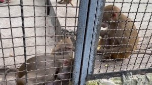 Гамадрил Нафаня прирожденный футболист!