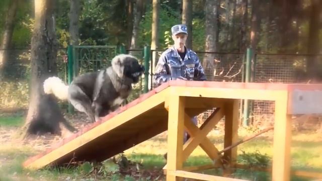 These 10 Dogs Are The Most Dangerous смотреть онлайн