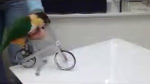 Попугай катающийся на велосипеде