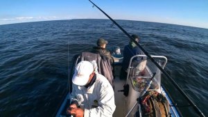 Рыбалка Троллингом и Колебалка на Рыбинском водохранилище дали МНОГО рыбы 2020.