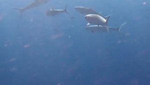 Акула у понтона в Шарм-Эль-Шейхе,   Island View Resort 5*, 2009