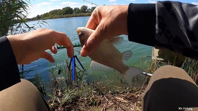 Карасиное ЭЛЬДОРАДО, рыбалка на фидер осенью 2021 смотреть онлайн