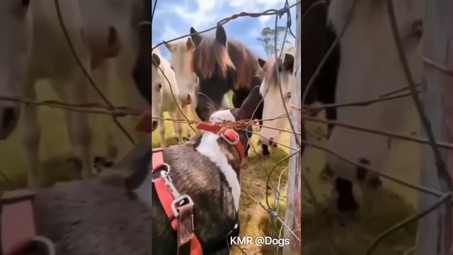 Армейская муштра🫡😂 ( видео про собак и лошадей )