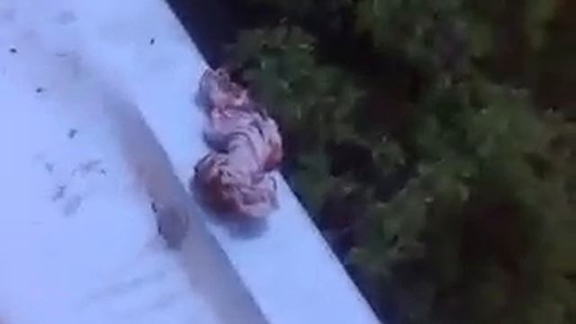 мну выбросила майн трусы с месячными и гофном через окно и они остались на козыр смотреть онлайн