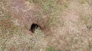 Суслик возмущённо свистит