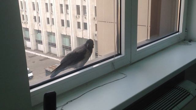 Молодой воронёнок очень хочет познакомиться с людьми смотреть онлайн