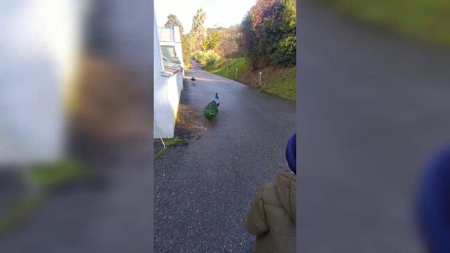 Дендрарий в г.Сочи смотреть онлайн